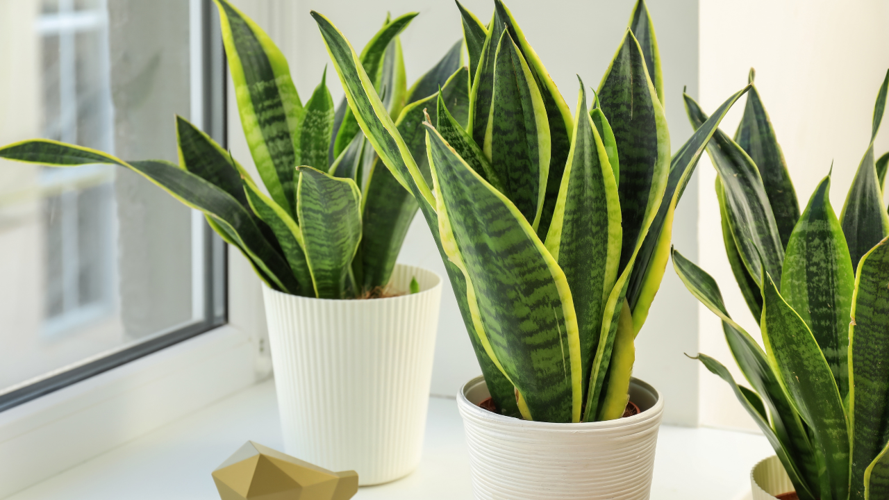 Jardim Sustentável: Quais Plantas Nativas São Ideais Para Você?