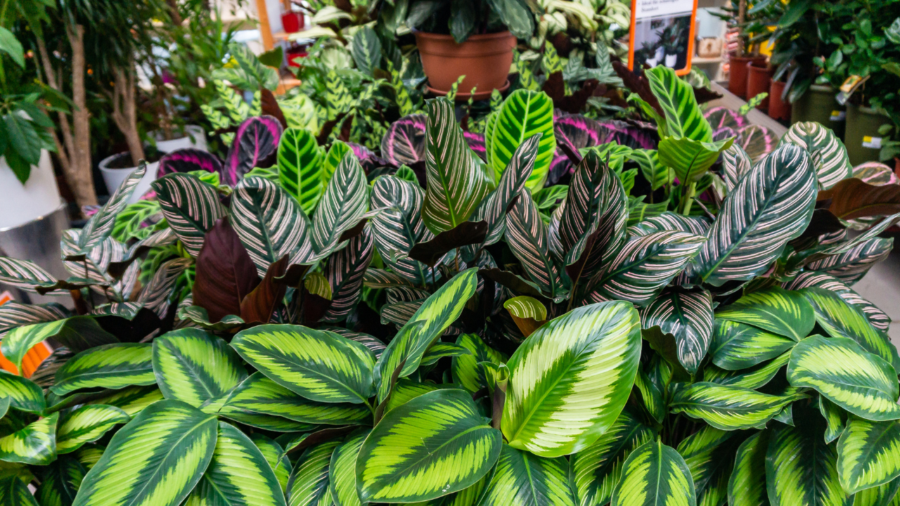 Aplicativos gratuitos para identificar plantas: quais são?