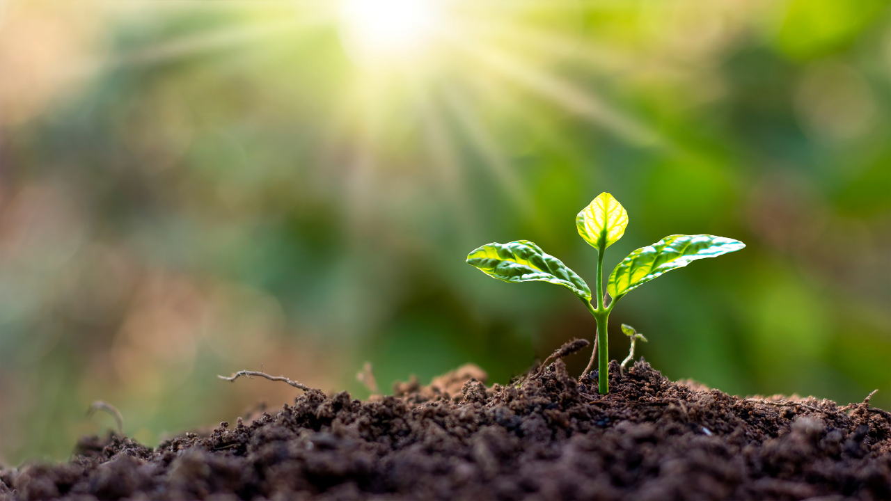 Aplicativos Gratuitos para Identificar Plantas: Como Funcionam?