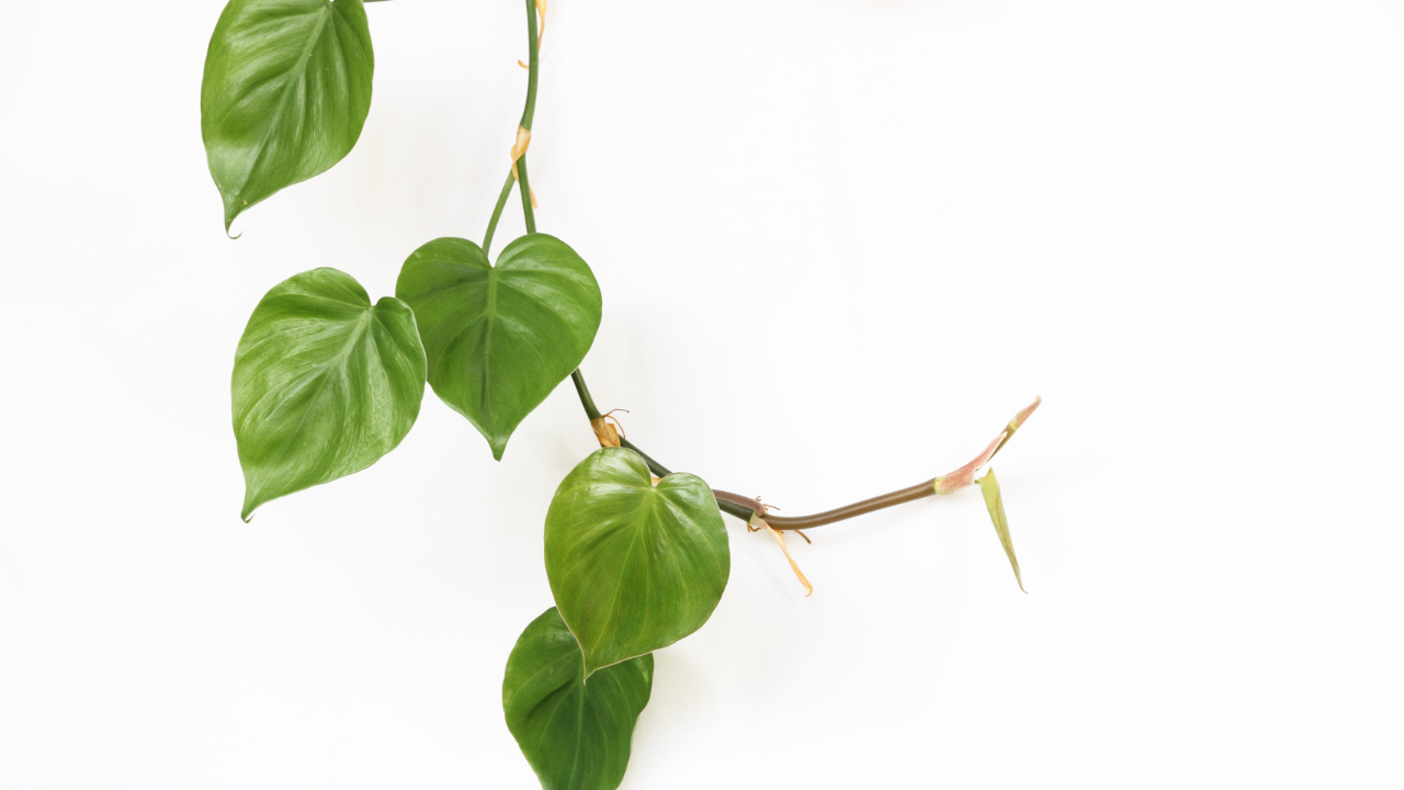 Como escolher o melhor aplicativos para identificar plantas?